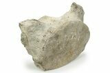 Fossil Whale Cervical Vertebra - Yorktown Formation #237625-1